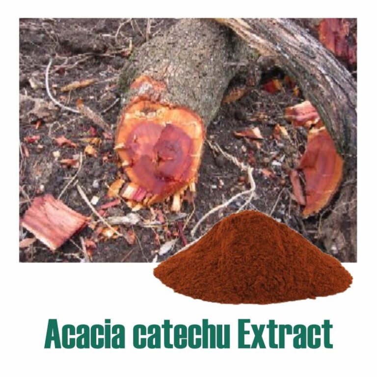Acacia Catechu Extract - Standardized Botanical Extracts Manufacturer