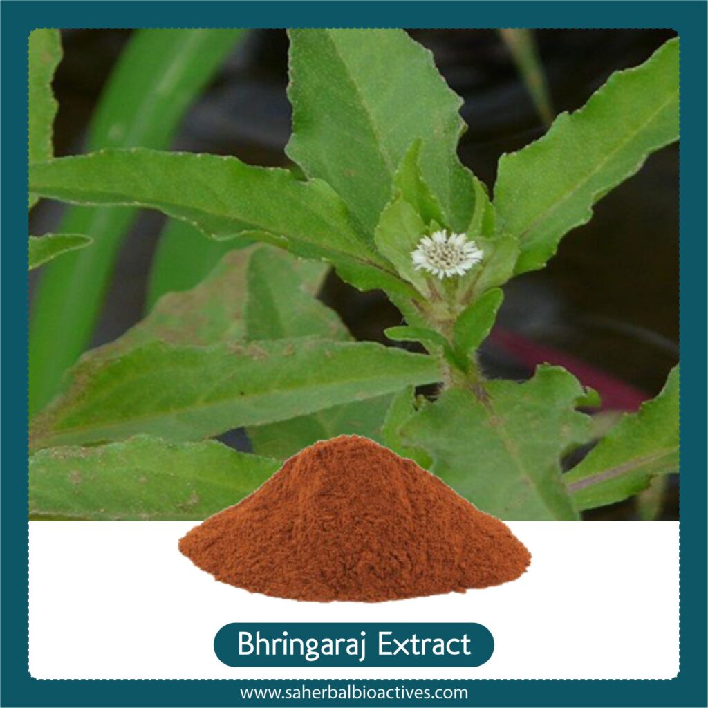 Eclipta Alba Extract - SA Herbal Bioactives