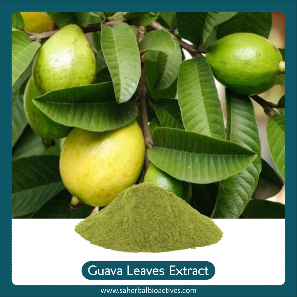 psidium-guajava-extract-sa-herbal-bioactives