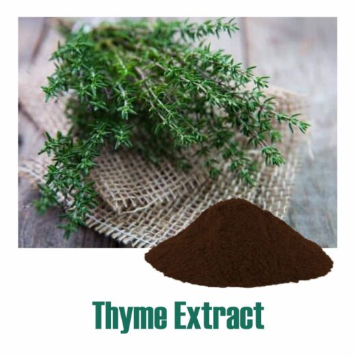 Thymus Vulgaris Extract - Standardized Botanical Extracts Manufacturer