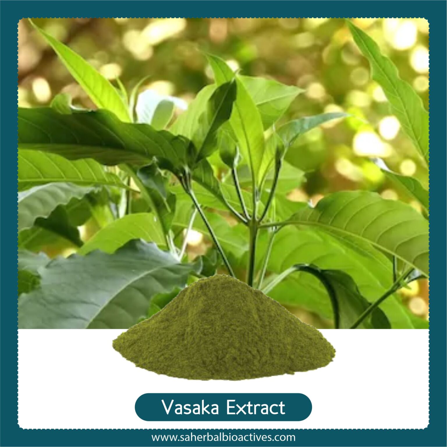 manufacturer-of-adhatoda-vasica-extract-i-adulsa-extract